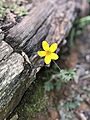 Oxalis amarilla