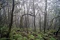 Parque nacional de Garajonay - bosque de laurel