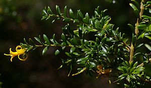 Archivo:Persoonia terminalis ssp terminalis, Australian National Botanic Garden, Canberra, ACT, 04-02-12 (6805661222)