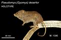 Pseudomys desertor Troughton
