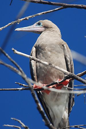 Archivo:Red-footed Booby (Sula sula) 1166057565