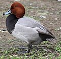 Redhead Duck 068