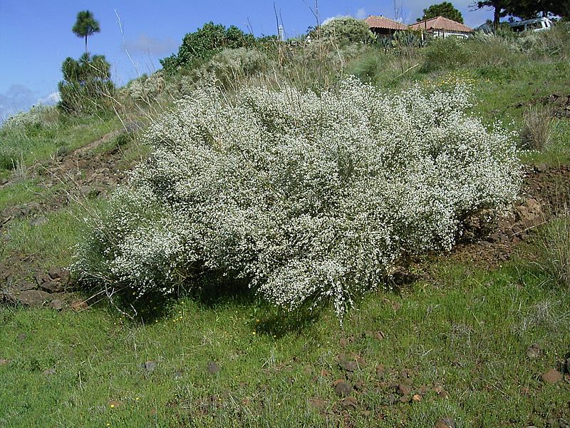 Retama raetam (Puntagorda) 03