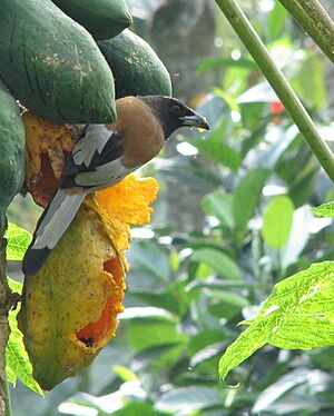 Archivo:Rufous-Treepie