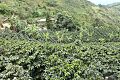 Ruta Cafetera - Vereda Congoja