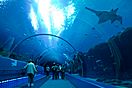 Sawfish Atlanta Aquarium.jpg
