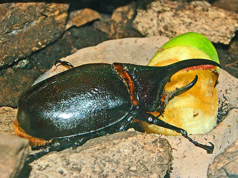 Scarabaeidae - Dynastes satanas