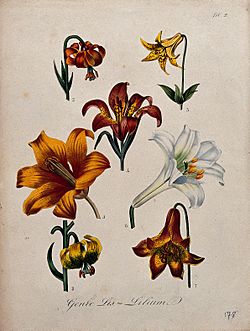 Seven flowers from different types of lily (Lilium species). Wellcome V0044633.jpg