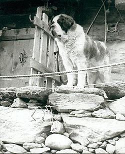 Archivo:St Bernhard dog (bw)