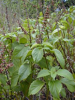 Starr 030202-0053 Ocimum gratissimum.jpg