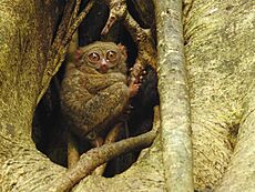 Sulawesi trsr DSCN0260 v1.JPG