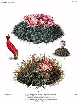 Archivo:The Cactaceae Vol III, plate VIII filtered