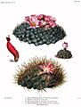 The Cactaceae Vol III, plate VIII filtered