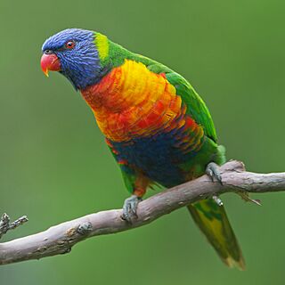 Trichoglossus moluccanus - New Lambton.jpg