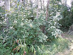 Archivo:Viburnum lantana (5062193233)