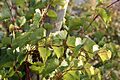 Vitis rupestris Weinsberg 20071016