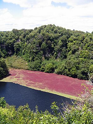 Archivo:Waimangu Volcanic Valley lake