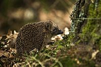 Archivo:West European Hedgehog (Erinaceus europaeus)1