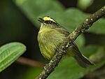 Archivo:Yellow-bellied Chat-Tyrant - Colombia S4E2594 (16687224919)