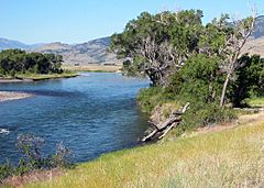 Archivo:Yellowstone River, flowing through Paradise Valley
