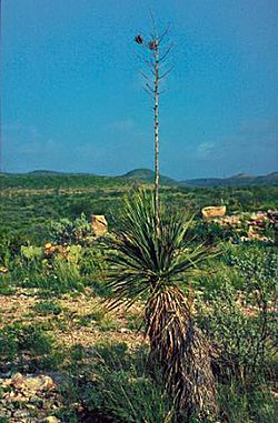 Yucca constricta fh 1180.67 TX B.jpg