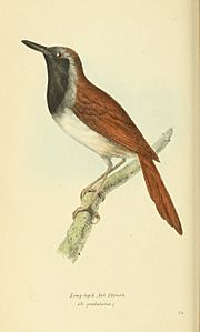 Archivo:Zoological Illustrations Volume I Series 2 023