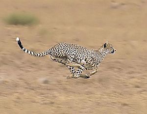 Archivo:2009-cheetah-sprint