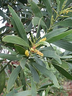 Archivo:Acacia spirorbis fleur feuille