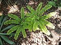 Adiantum pedatum03