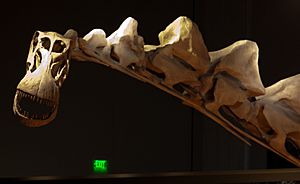 Archivo:Alamosaurus neck