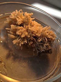 Archivo:Alga macroscopica