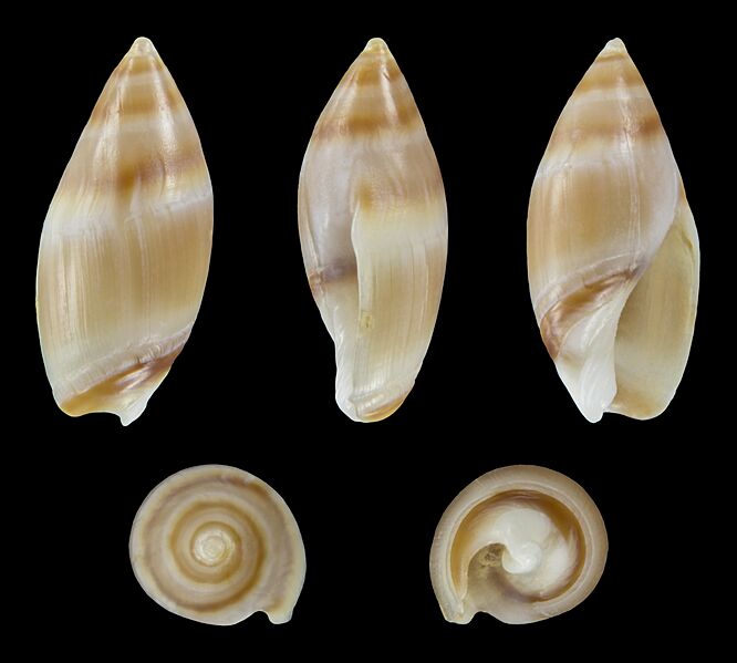 Amalda novaezelandiae 01