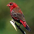 Amandava amandava (VijayCavale)