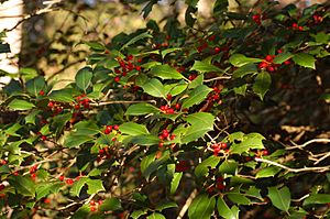Archivo:American Holly Ilex opaca Branch 3008px