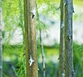 Asparagus scoparius tronc