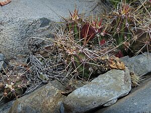 Archivo:Austrocactus spiniflorus 171623937