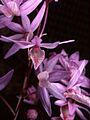 Barkeria strophinx Orchi 002