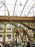 Berlin - Museum für Naturkunde - Brachiosaurus brancai