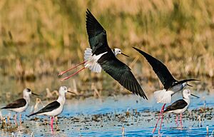 Archivo:Black Winged Stilt by Irvin Calicut IRV03292
