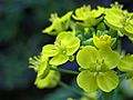 Bokchoy flower
