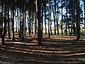 Bosque de kiyú