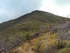 Archivo:Bosque xerofito en el monumento natural cerro santa ana