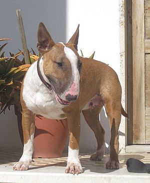 Archivo:Bull terrier female