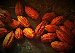 Archivo:Cacao extraído en la estancia Morne Coubaril (parroquia de Soufrière)
