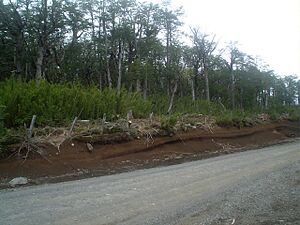 Archivo:Camino al volcan villarrica