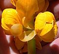 Candle Bush (Senna alata)