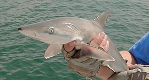 Archivo:Carcharhinus acronotus noaa
