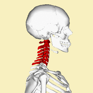 Archivo:Cervical vertebrae animation small