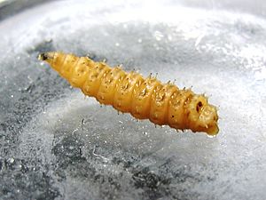 Archivo:Chrysomya rufifacies Larva 1