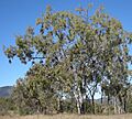 Corymbia dallachiana tree